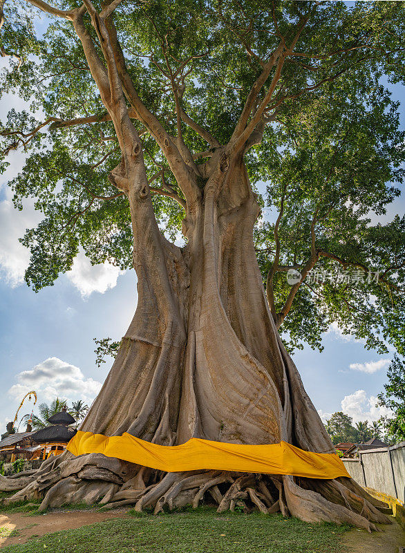 巴彦古树或Kayu Putih巨树在印度尼西亚巴厘岛